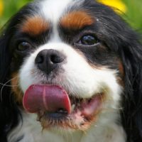 Cavalier-King-Charles