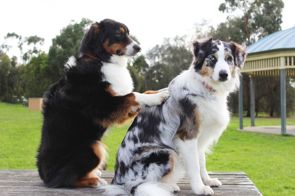 chien-massage