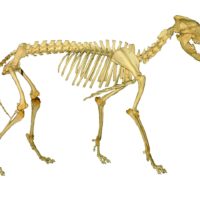chien-squelette