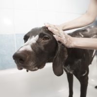 chien-toilettage