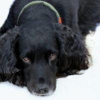 Cocker-Spaniel