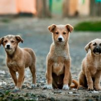 trio-chiens