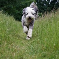Bearded-Collie
