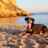 un chien à la plage