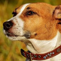 Jack-Russel