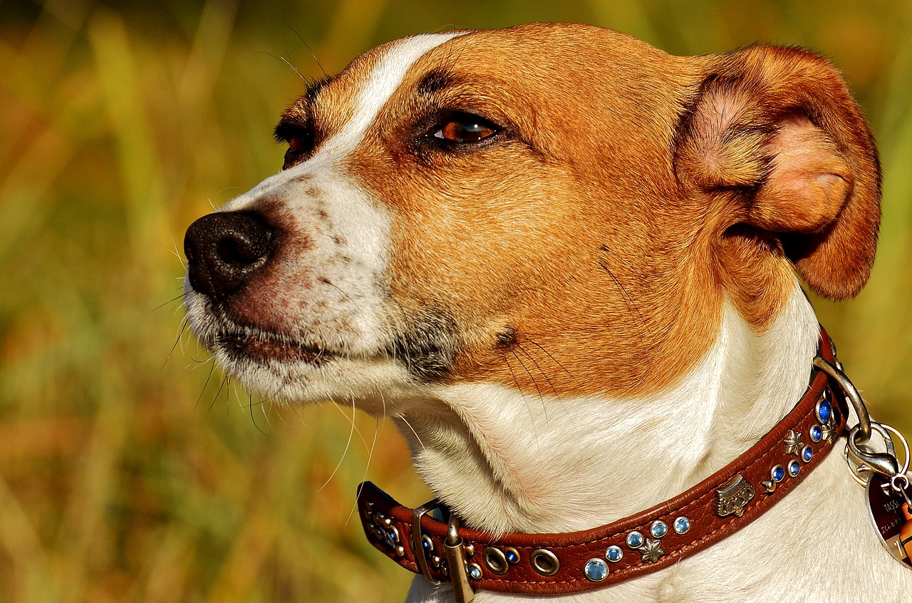 Jack-Russel