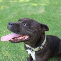 staffie