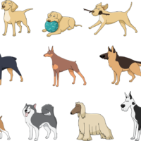 race-chien