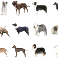 races-chiens