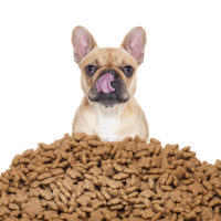 chien-croquette