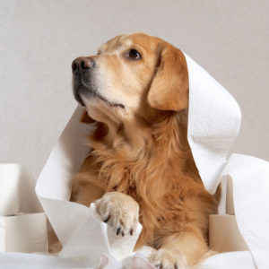 chien diarrhee