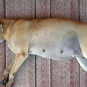 chienne-grossesse-nerveuse