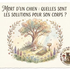 que faire du corps de son chien après sa mort