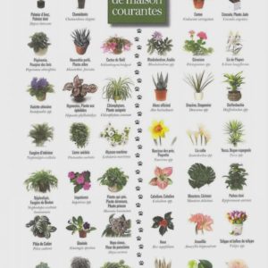 Plantes-toxiques-Chiens