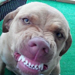 sourire de chien