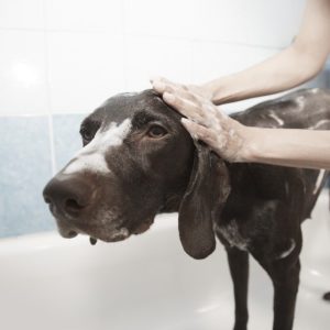 lavage chien
