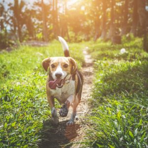 chien-nature