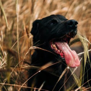 black labrador retriever on brown grass field