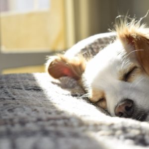 medicament-chien