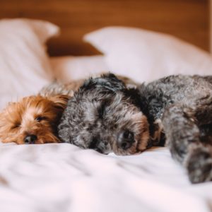 chien-qui-dort