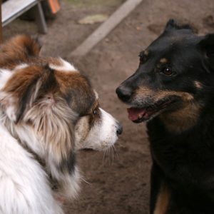 duo-chiens