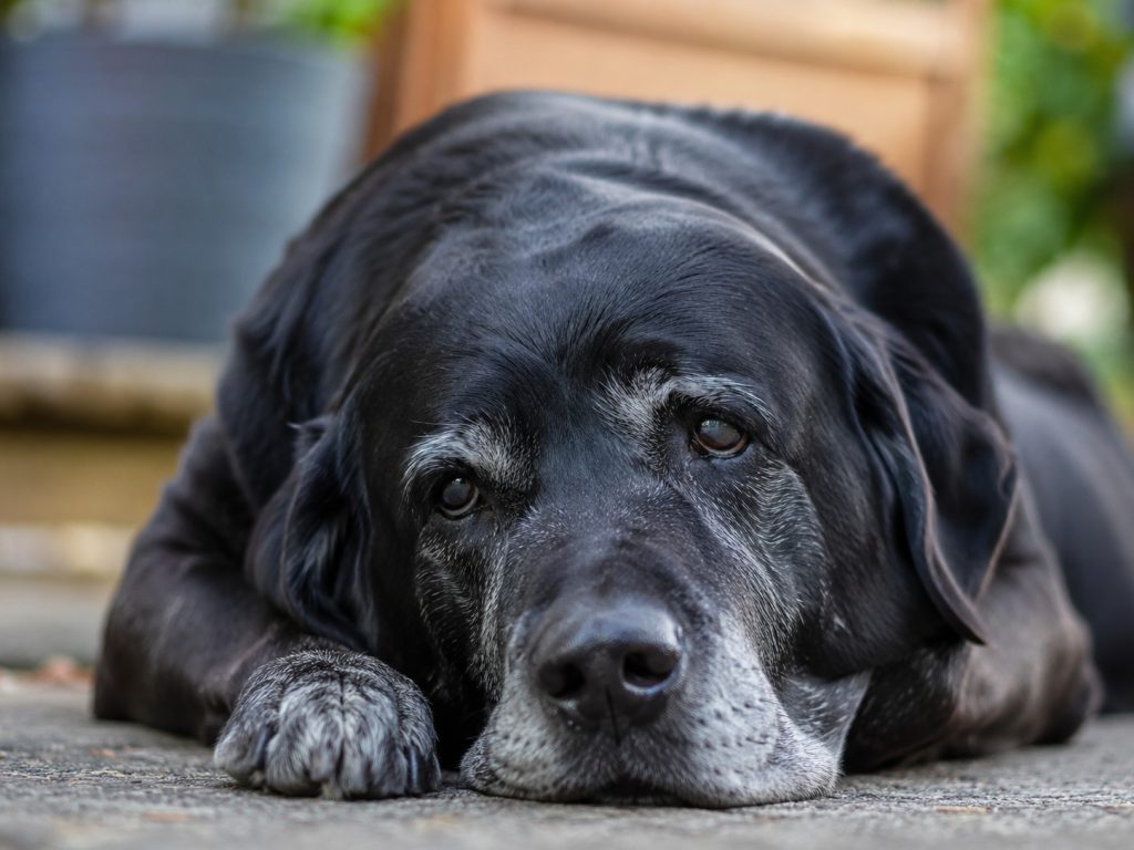 un chien âgé couché