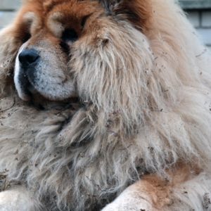 chien-poilu