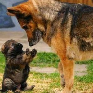 berger allemand