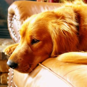 Chien qui se repose