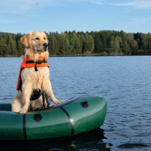 Chien dans un canot