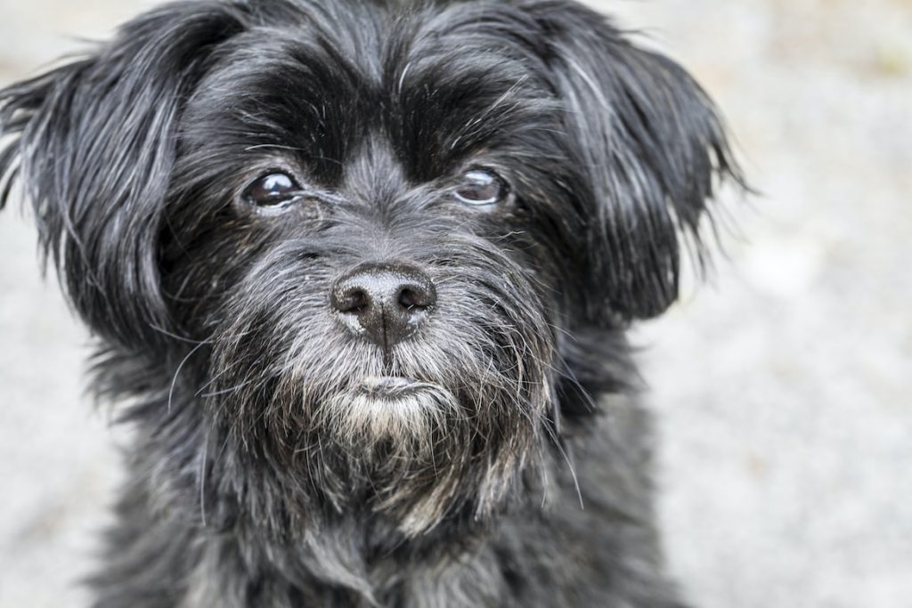 Affenpinscher