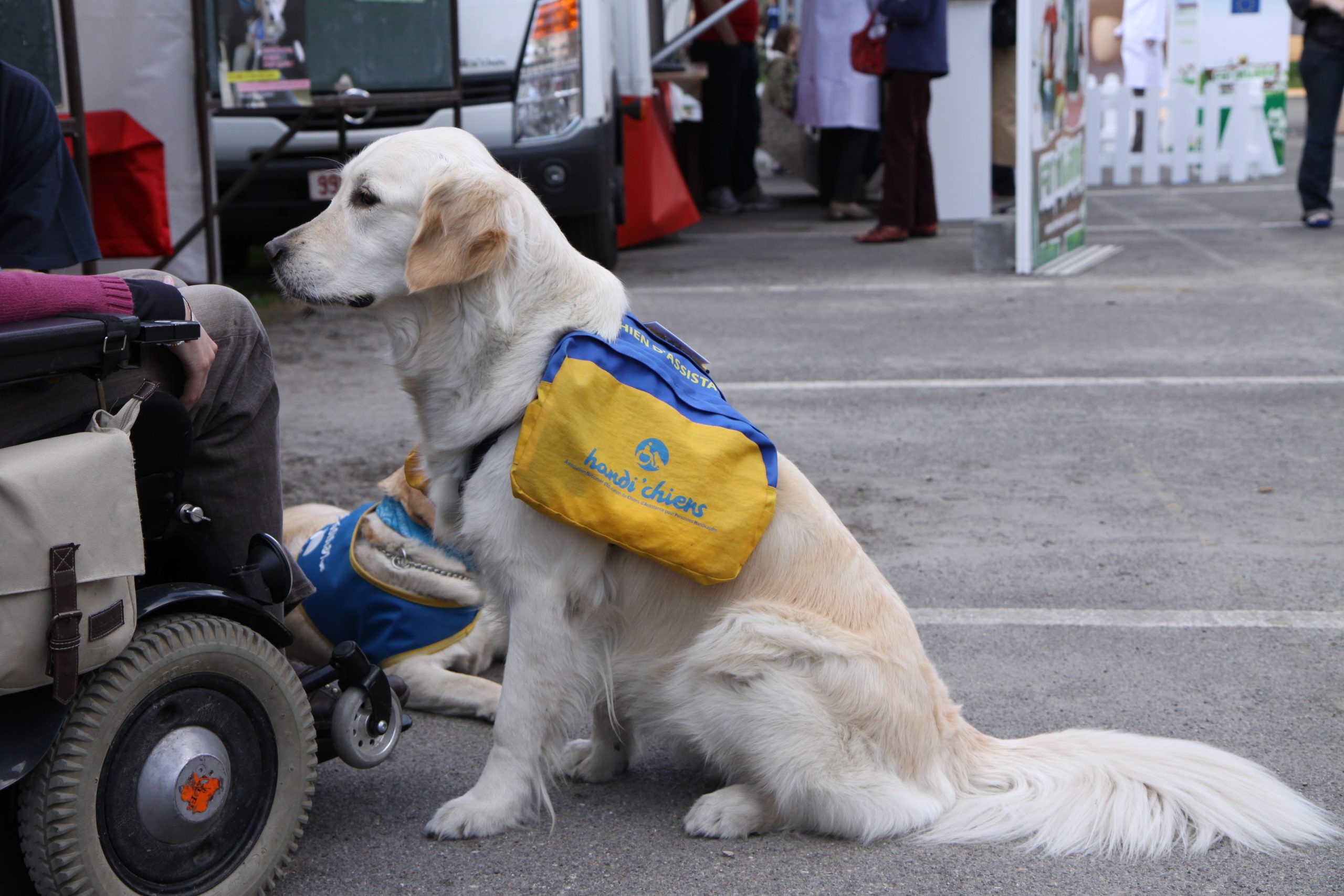 chien d'assistance