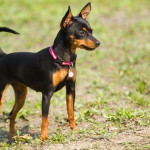 Pinscher