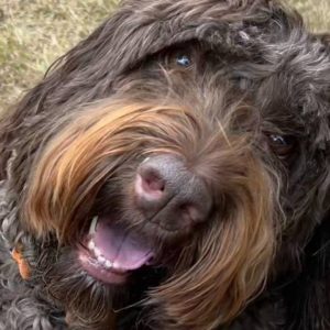 Labradoodle