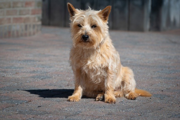 Un Cairn Terrier assis