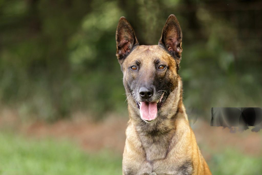 un Berger belge malinois assis