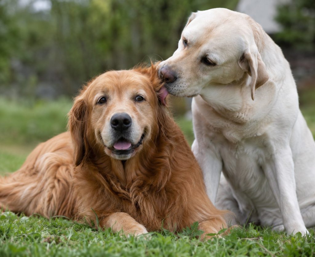 un chien qui lèche l'oreille d'un autre chien