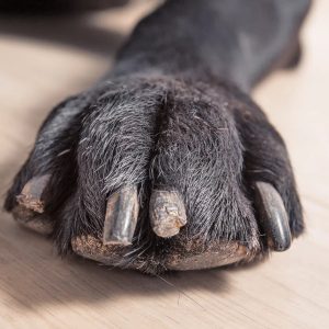 griffe chien