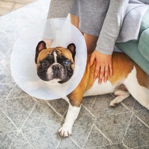 rétablissement d'un chien après une anesthésie