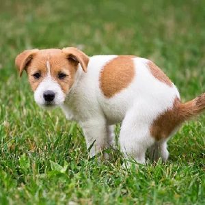 chien qui fait sa crotte