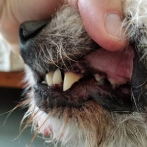 dent cassée chez un chien