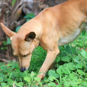 chien maigre