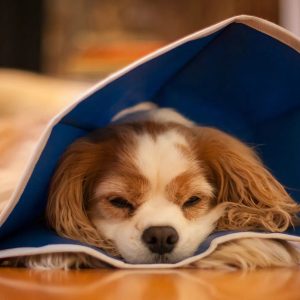 collerette chien