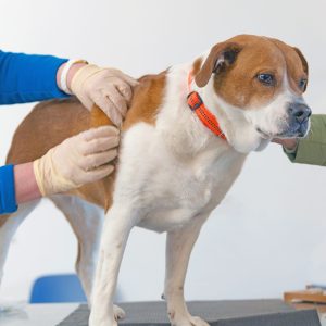 Examen de la peau d'un chien par un vétérinaire