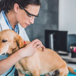 Une vétérinaire recherche des grains de beauté sur un chien