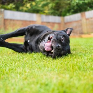 syncope chien