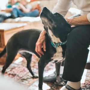un chien qui aime les caresses