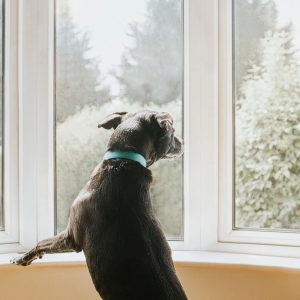 un chien anxieux qui attend le retour de son maître