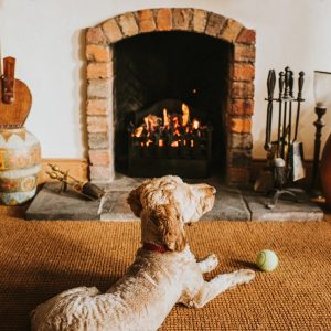 Un chien devant une cheminée