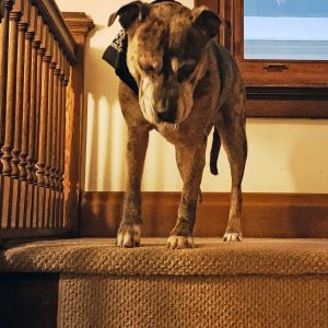 un chien devant un escalier